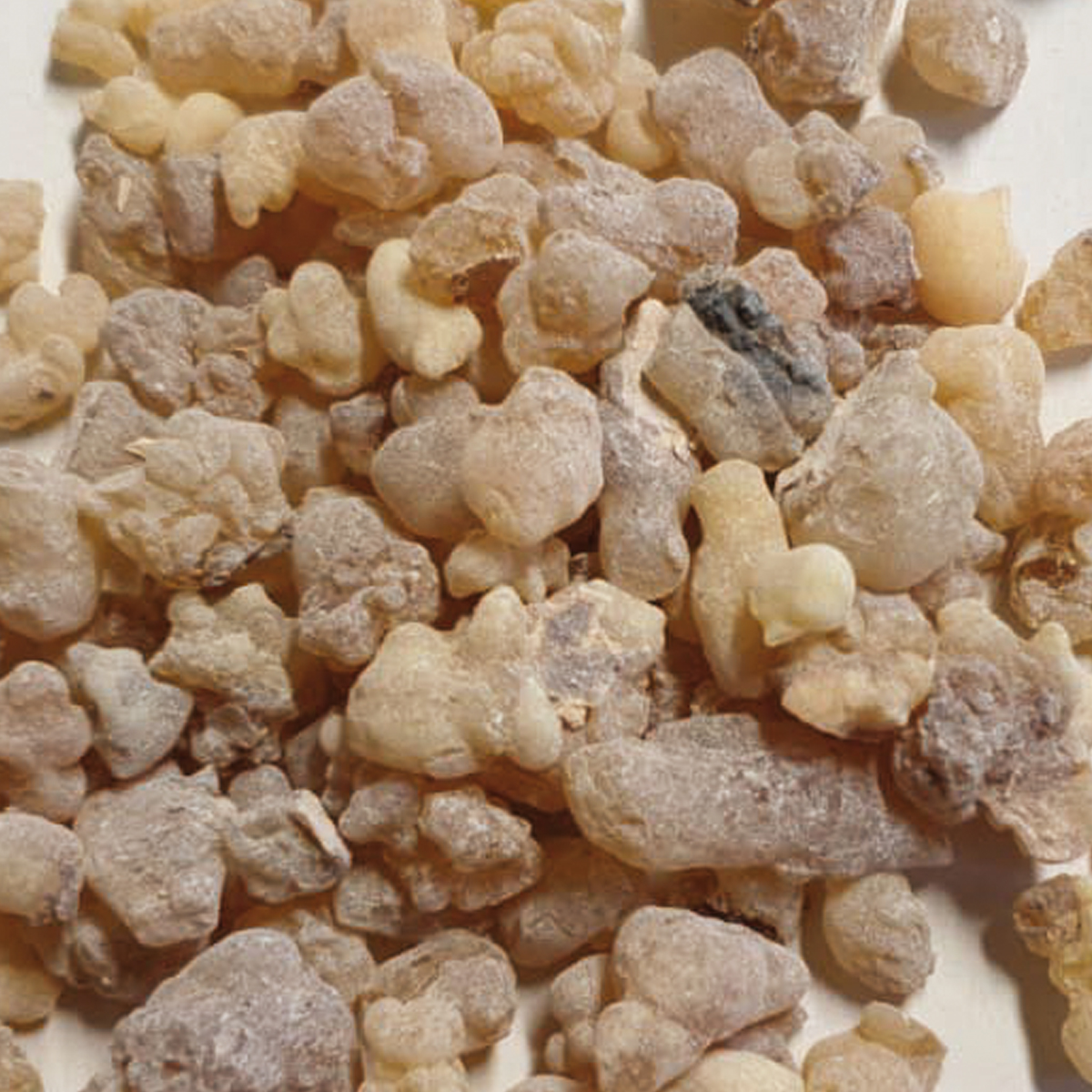 WR55 " Lagrima Grande" WR55 " Lagrima Grande"