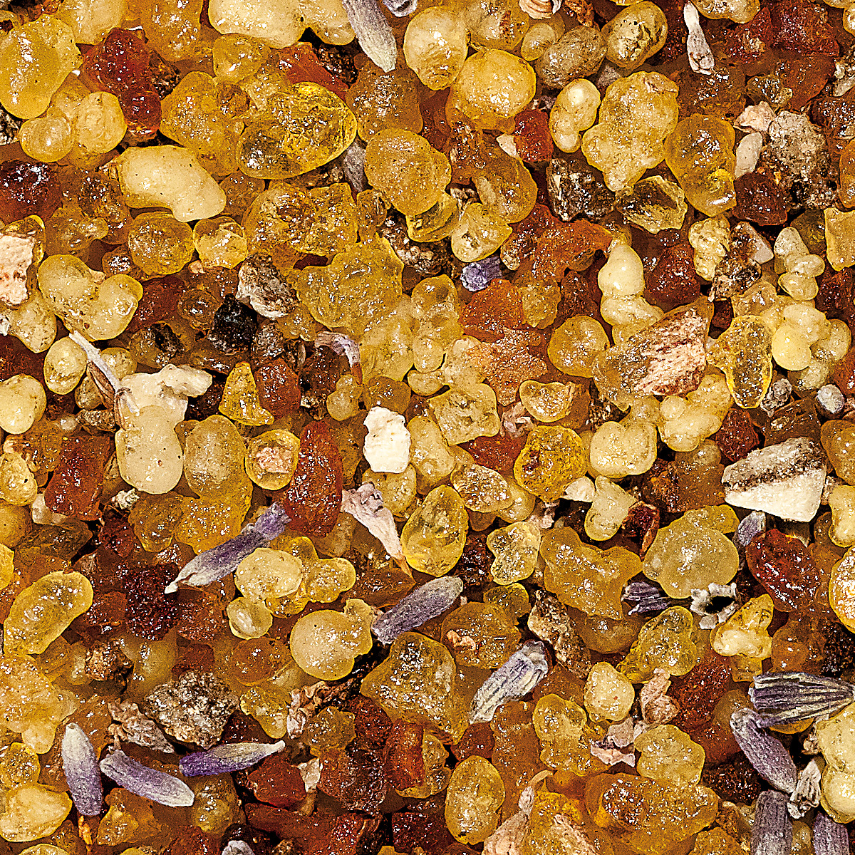 WR1 "Gloria", Bestseller WR1 "Gloria", Bestseller