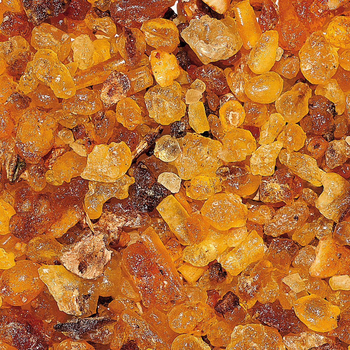 WR21M "Caspar", Muster 10 gr. WR21M "Caspar", Muster 10 gr.