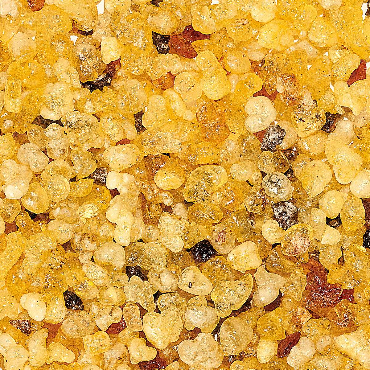 WR34M "Benediktus", Muster 10 gr. WR34M "Benediktus", Muster 10 gr.